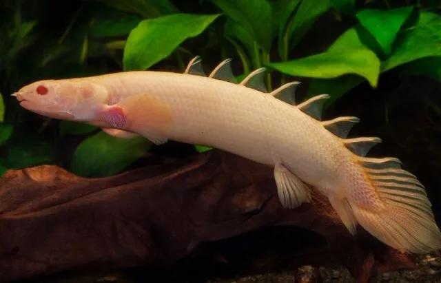 Поліптерус сенегальський Альбінос (лат. - Polypterus senegalus)
