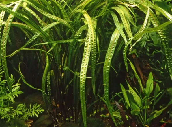 Криптокорина Балансе, L (лат. - Cryptocoryne Balansae)