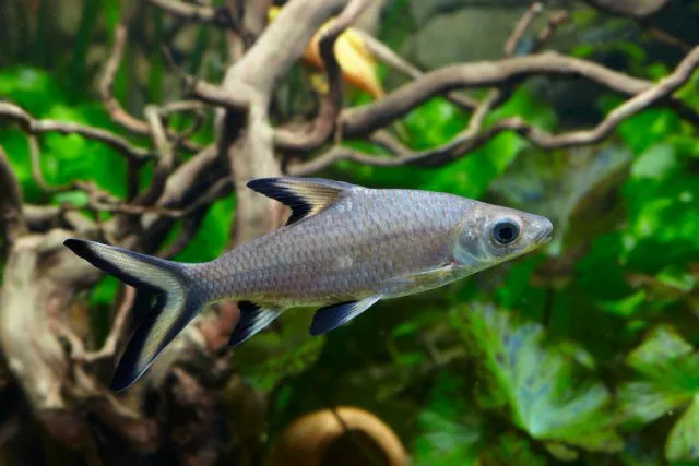 Акула Балу, (лат. - Balantiocheilus Melanopterus)