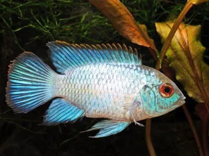 Нанакара Блю нєонова S (Nannacara neon blue)
