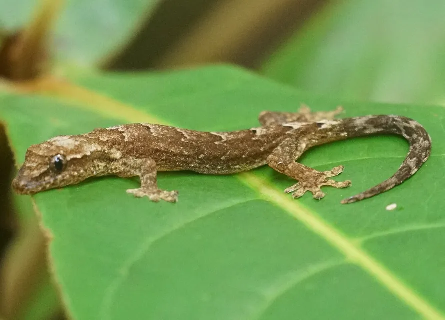 Лугубрис  , M (лат. - Lepidodactylus lugubris)