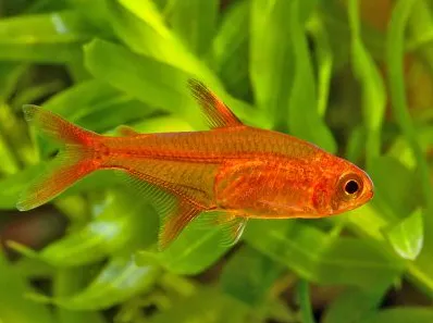 Тетра Аманда (лат. - Hyphessobrycon amandae)