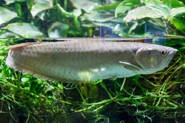 Арована (лат. - Silver Arowana)