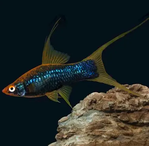 Мечоносець "Чорний", M. (лат. - Xiphophorus hellerii)