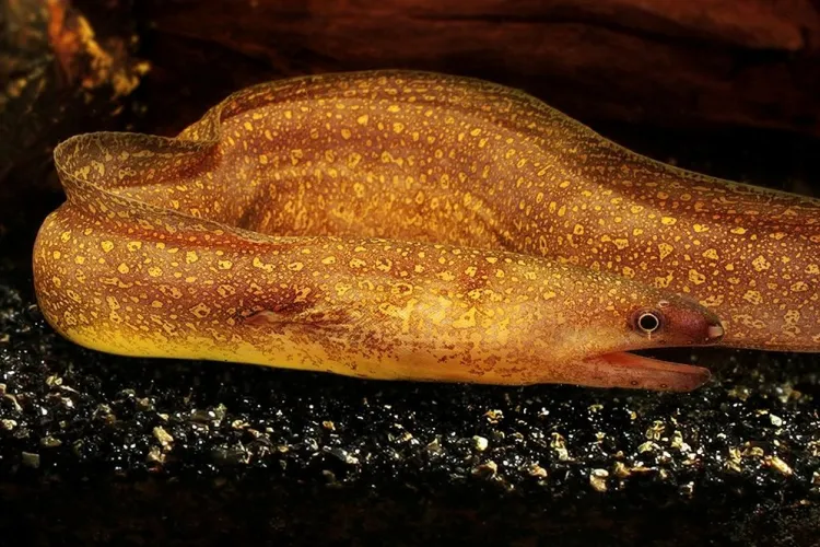 Мурена прісноводна (лат. - Gymnothorax tile)