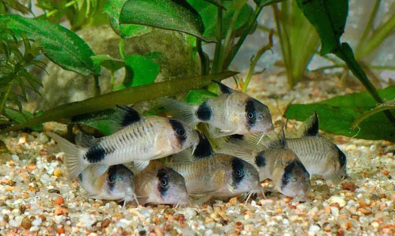 Корідорус панда (лат. - Corydoras paleatus)