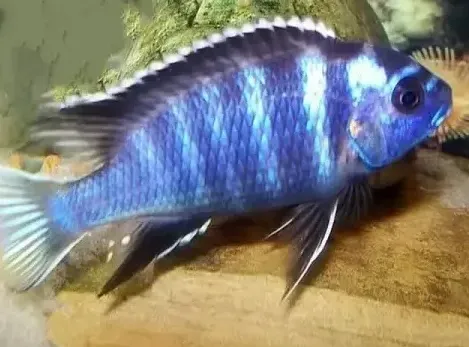 Псевдотрофеус Акі білохвостий, S (лат. - Pseudotropheus acei)