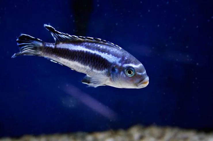 Меланохроміс майнгано, S (лат. - Pseudotropheus cyaneorhabdos)