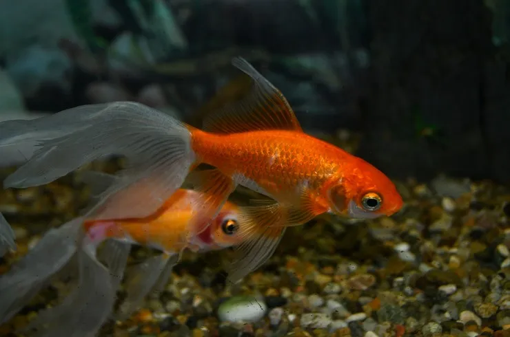 Комета, асс. XXL. (лат. - Carassius auratus)