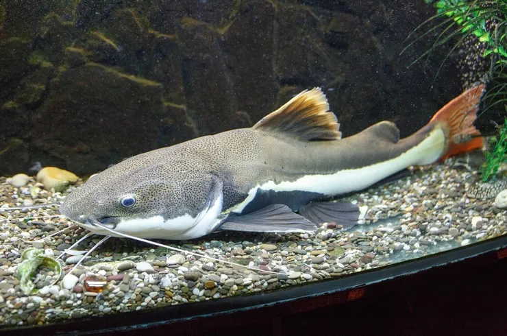 Оринокский Сом (лат. - Phractocephalus hemiliopterus)