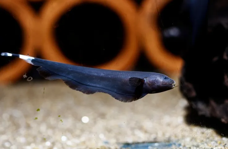 Ніж Чорний, L (лат. - Apteronotus albifrons)
