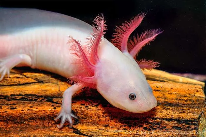 Аксолотль (лат. - Ambystoma)