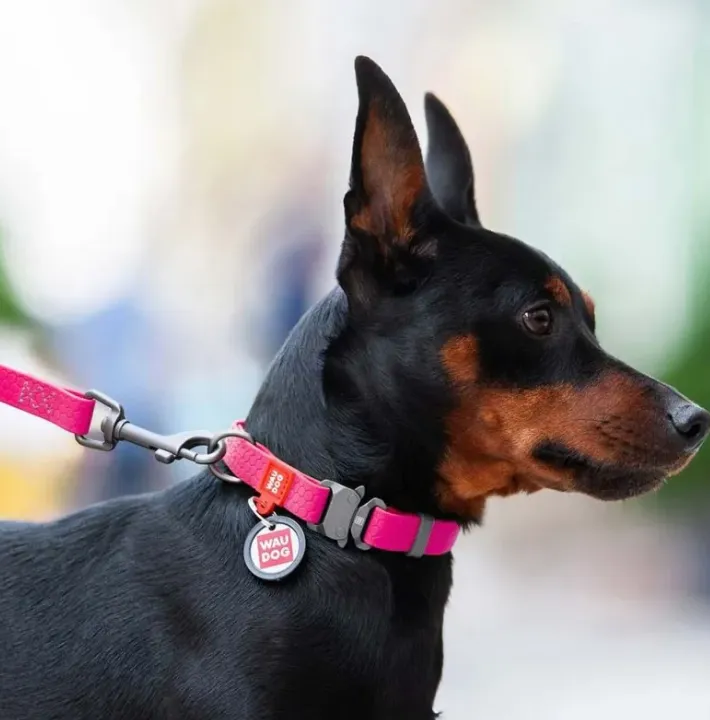 27667 Нашийник WAUDOG Waterproof водостійкий з QR паспортом, метал. фастекс Ш 25мм Д 34-49см рожевий
