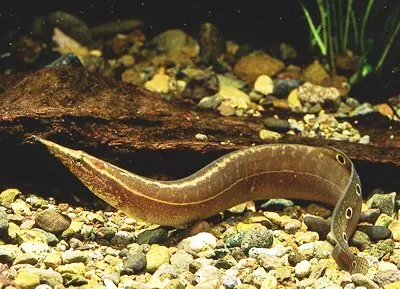 Макрогнатус глазчатий (лат. - Macrognathus aculeatus)