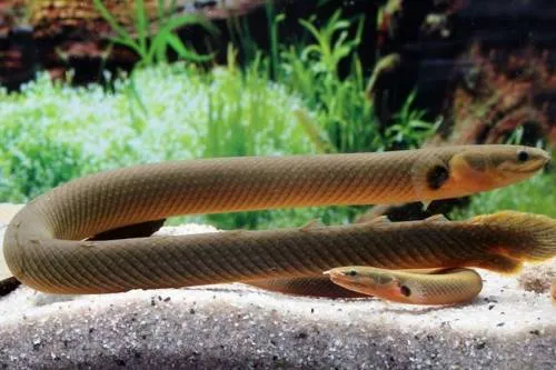 Каламоїхт калабарський (лат. - Erpetoichthys calabaricus)