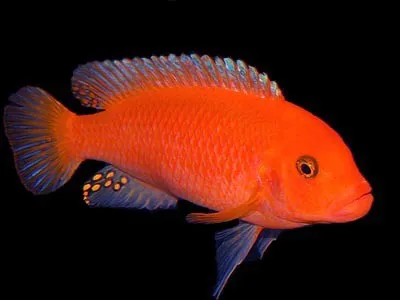 Псевдотрофеус Зебра ред-ред (Pseudotropheus zebra red red)