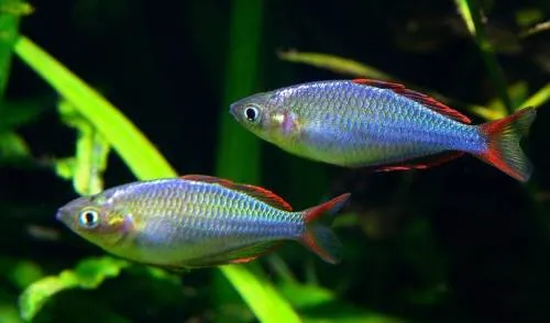 Меланотенія Неонова (Melanotaenia praecox)