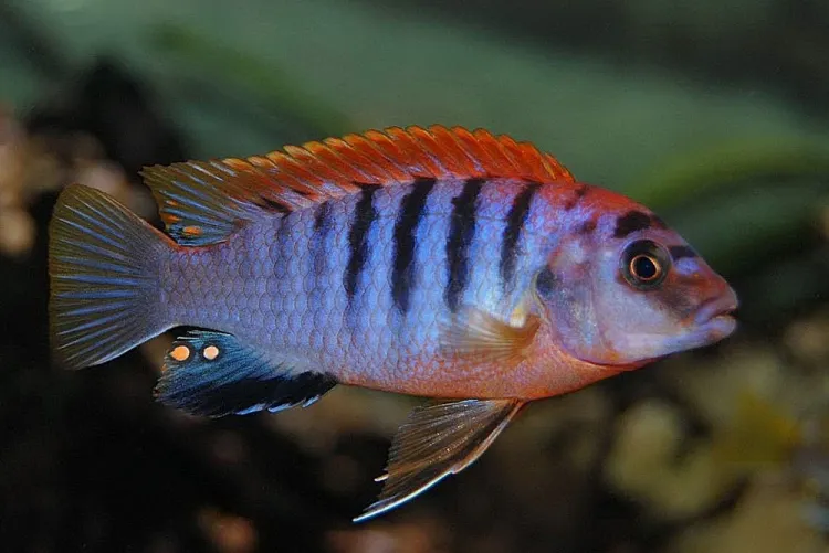 Лабідохроміс хонгі ред, S (лат. - Labidochromis hongi red)