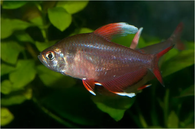 Орнатус білоплавничий, (лат. - Hyphessobrycon sp."white fin")