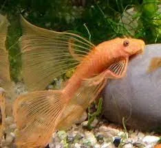 Анциструс червоний, вуалевий (лат. - Ancistrus dolichopterus) - фото 2, характеристики, купити в «Живий Куток»