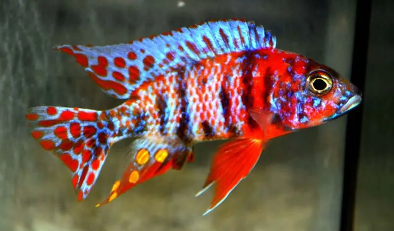 Аулонокара мультиколор (Aulonocara sp. «Multicolor»)