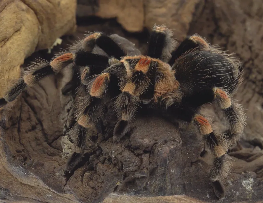 Паук Брахіпельма Мексиканський червоноколінний, дор. (лат. - Brachypelma hamorii(smithi) ) - фото 3, характеристики, купити в «Живий Куток»