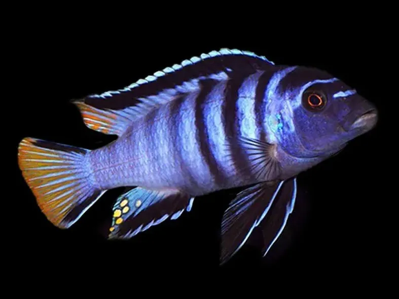 Псевдотрофеус МПанго M (лат. - Pseudotropheus elongatus Mpanga)