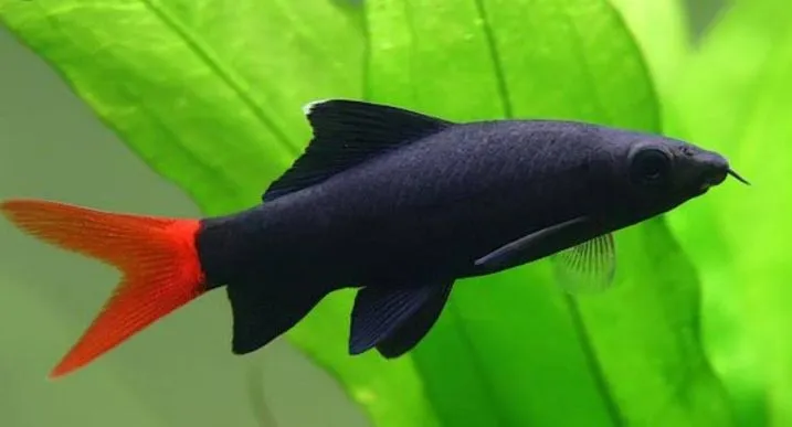 Лабео біколор, S (лат. Epalzeorhynchos bicolor)