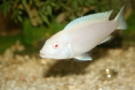 Псевдотрофеус Зебра біла (Pseudotropheus var Albino)